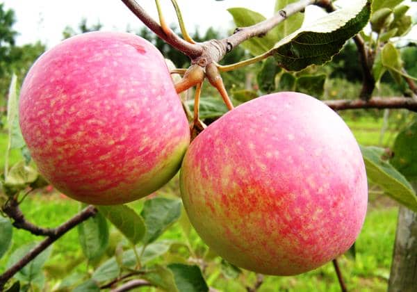 Повышаем урожайность яблонь с осени