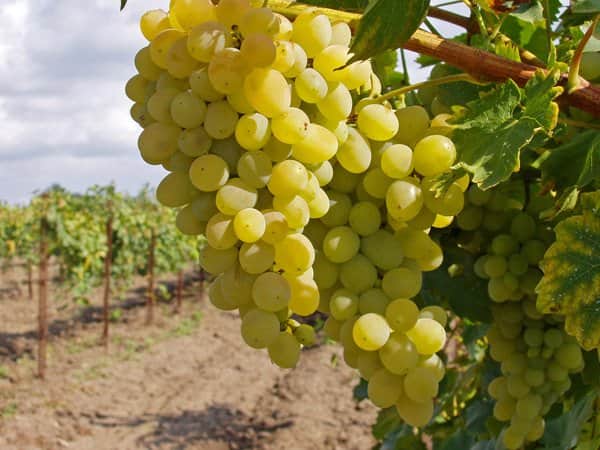 Правильный режим полива и подкормки винограда