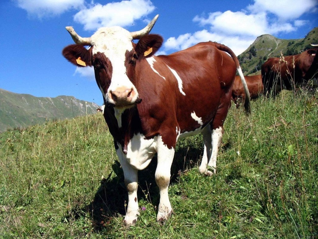 Преимущества и разновидности удобрений из свежего коровьего навоза
