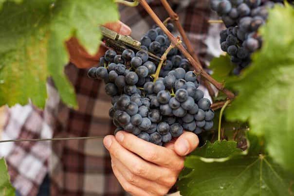 Применение фосфорных удобрения для винограда