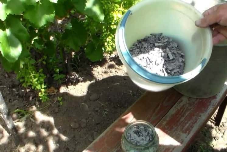 Применение фосфорных удобрения для винограда