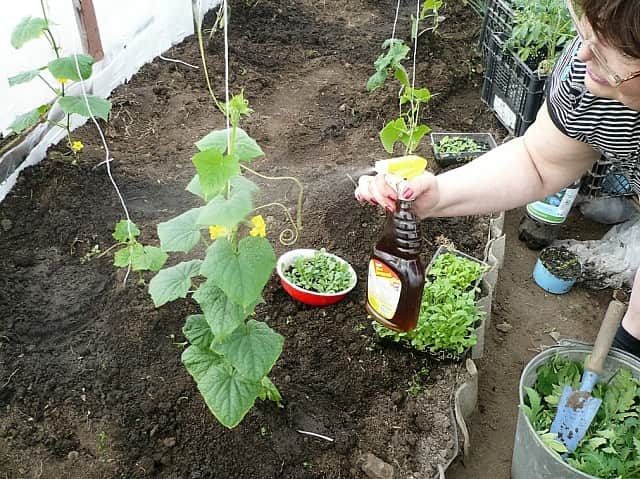 Применение комплексных удобрений при уходе за огурцами