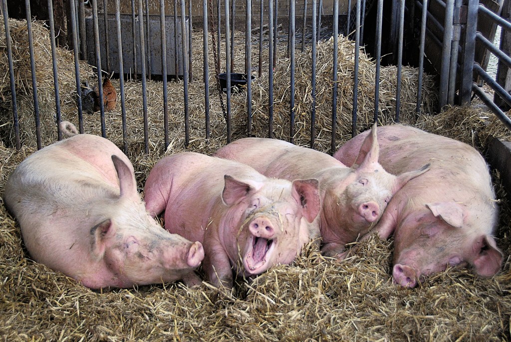 Применение свиного навоза в качестве удобрения