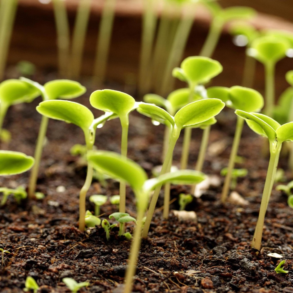 Растения сидераты – помощники в земледелии
