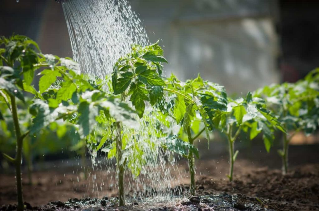 Рекомендации по повышению урожайности томатов с помощью минеральных удобрений