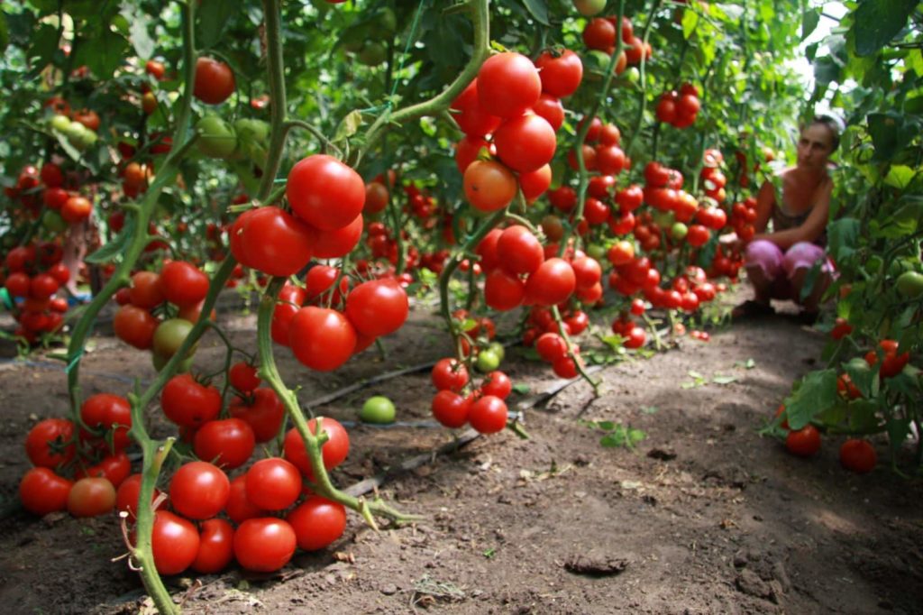 Рекомендации по повышению урожайности томатов с помощью минеральных удобрений