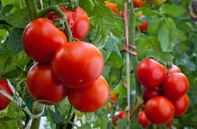 Секреты подкормки помидоров в теплице