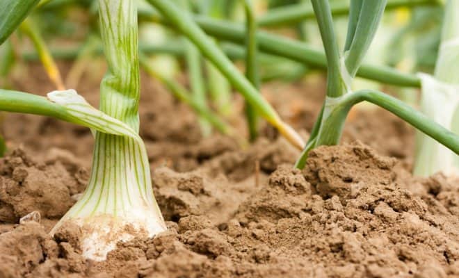 Секреты удобрения глинистой почвы