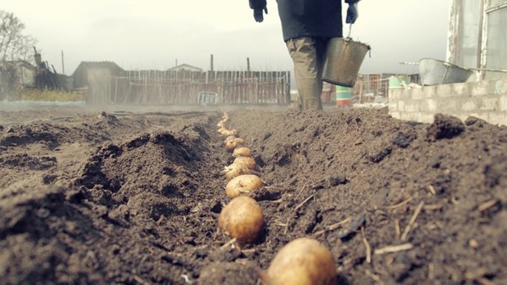 Удобрение картофеля перегноем: особенности применения