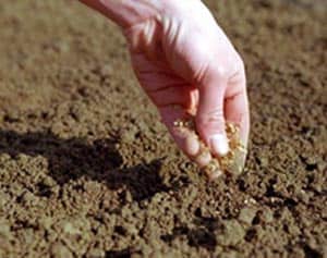 Удобрения для кислой почвы, какие применять и как