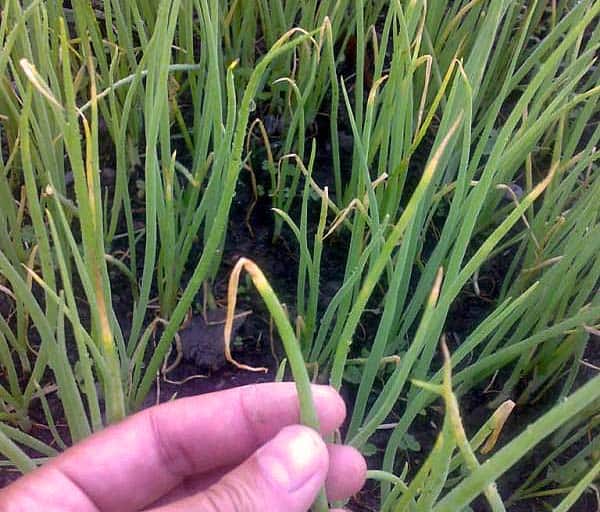 Выращиваем хороший урожай лука: подкормки и уход от семян до сбора урожая