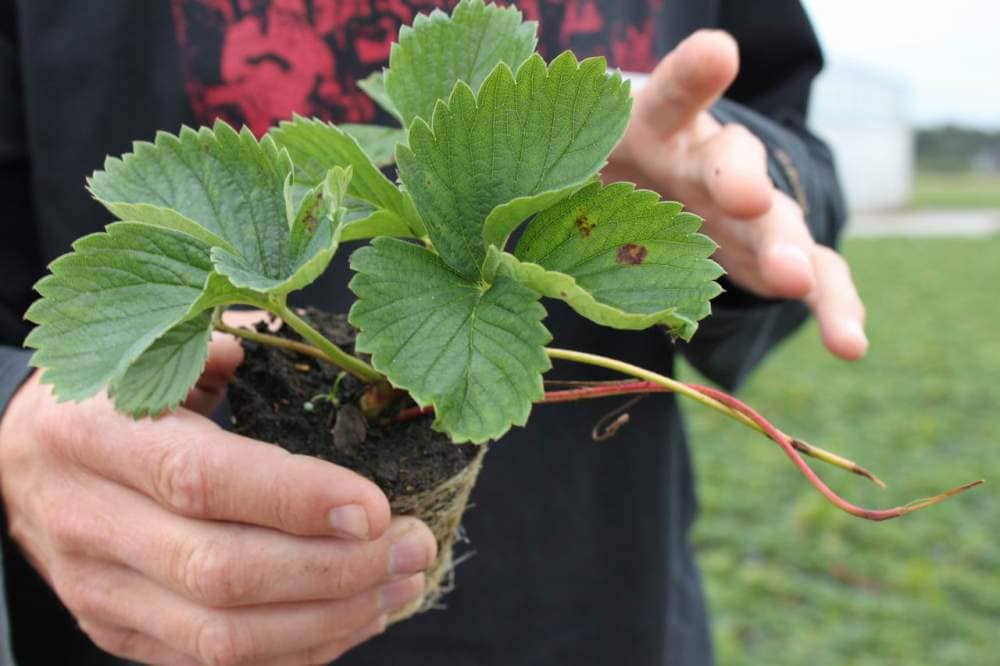 Выращиваем клубнику зимой в парнике: грунт, заготовка рассады, особенности ухода