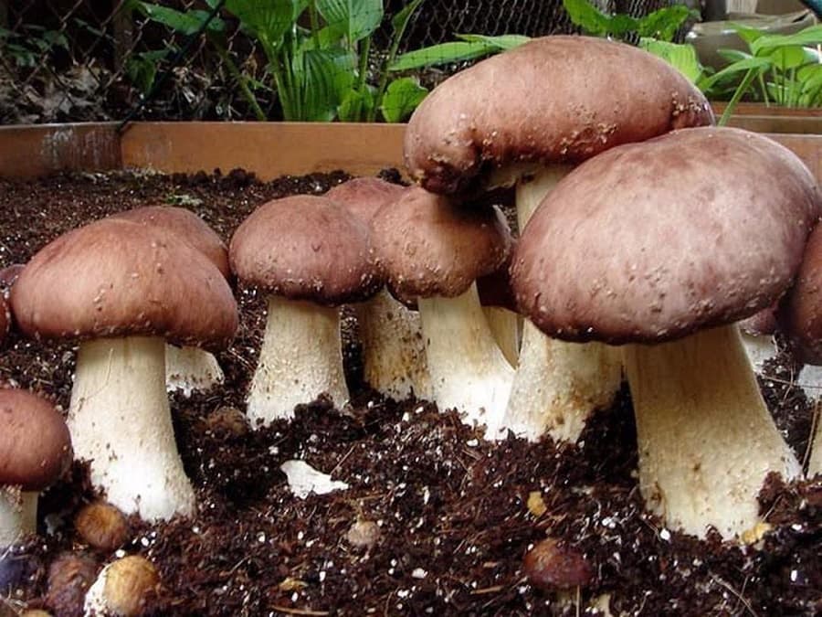 Выращивание белых грибов в теплице: советы проверенные на практике.