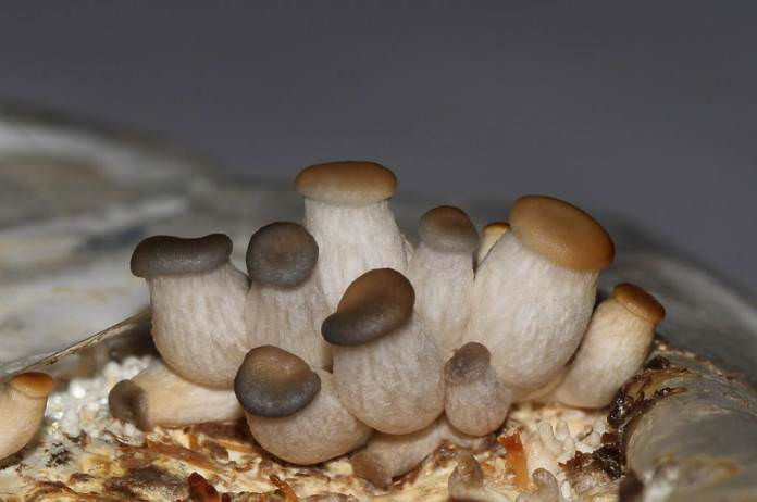 Выращивание белых грибов в тепличных условиях