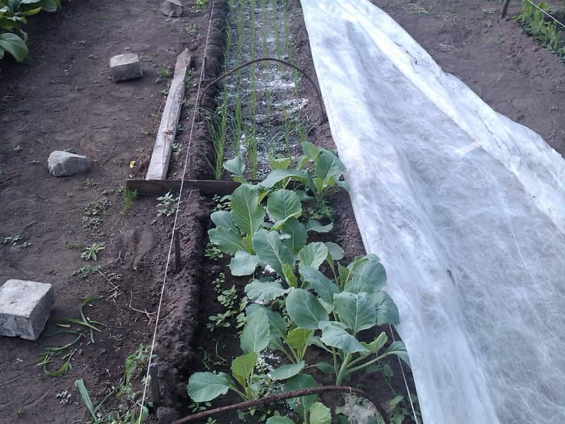Выращивание цветной капусты с подкормками