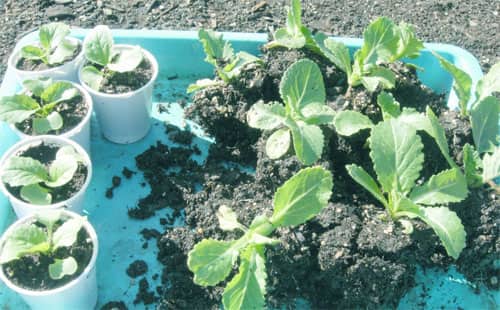 Выращивание цветной капусты с подкормками