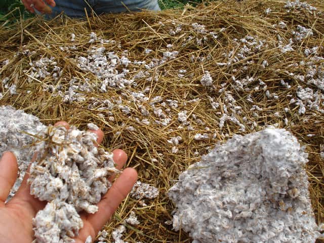 Выращивание грибов в теплице: основные принципы