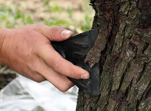 Зачем обрабатывать деревья карбамидом?