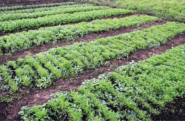 Зеленые удобрения и огурцы — простой способ повысить урожайность