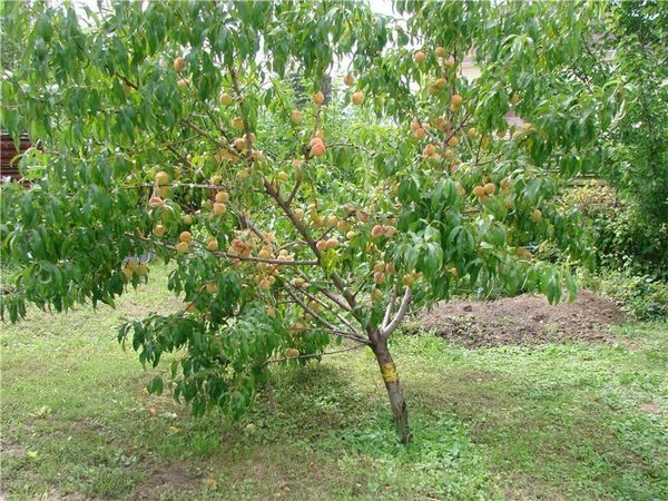Чем эффективно обработать дерево персика от тли