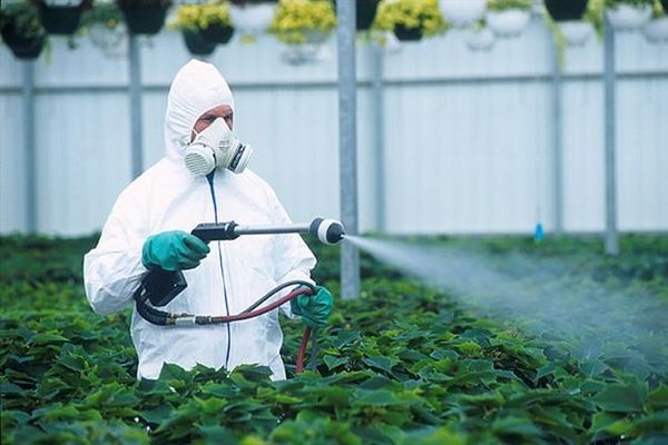 Чем обрабатывают крыжовник от мучнистой росы ранней весной