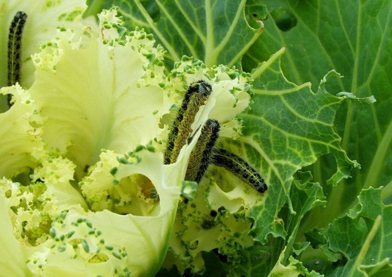 Чем обработать капусту от гусениц: эффективные народные средства