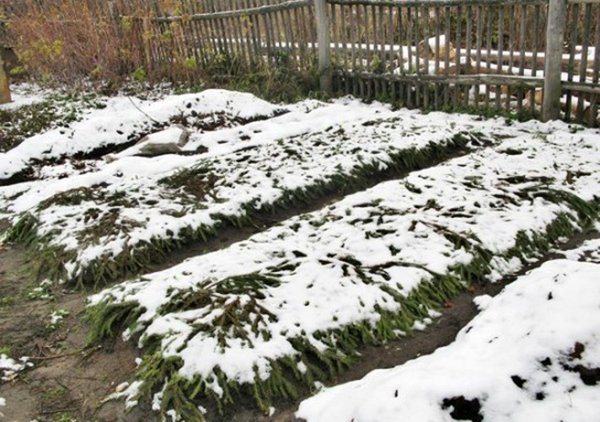 Чем опасен снег для огорода и как спасти растения