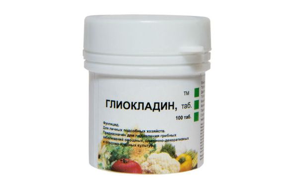 Чем подкормить морковь и как получить богатый урожай