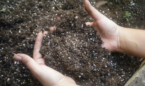 Чем подкормить морковь и как получить богатый урожай