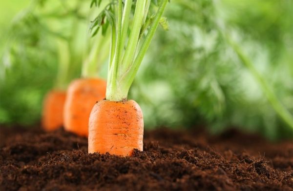Чем подкормить морковь и как получить богатый урожай