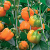 Чем подкормить перцы для роста в теплице: выбор удобрения