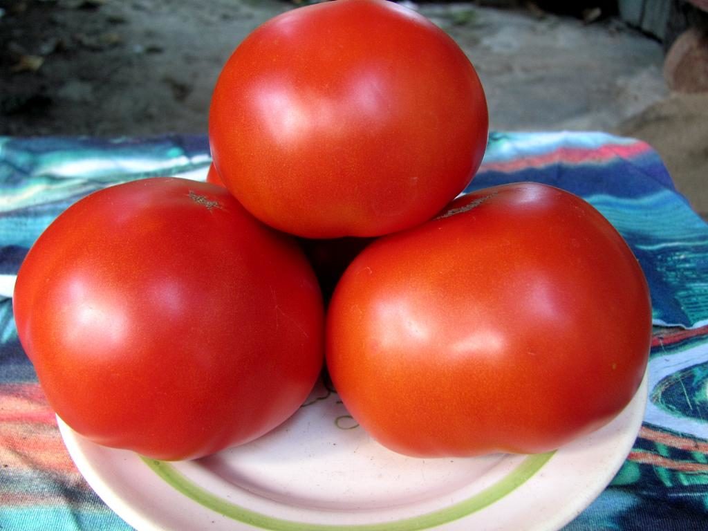 Что делать, если чернеют помидоры?