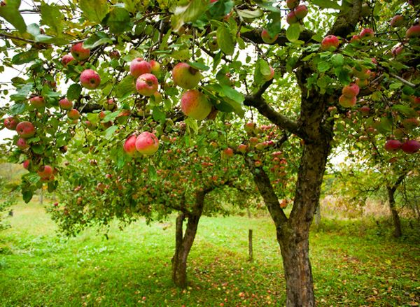 Что делать и почему любимая яблоня не плодоносит