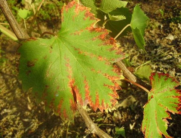 Что делать и почему желтеют и сохнут листья у винограда