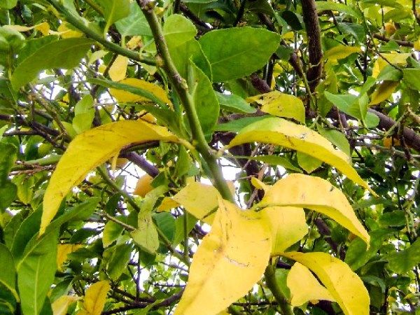 Что делать и почему желтеют листья у груши