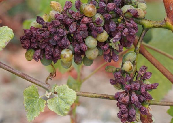 Что делать и при какой болезни ягоды винограда чернеют и сохнут