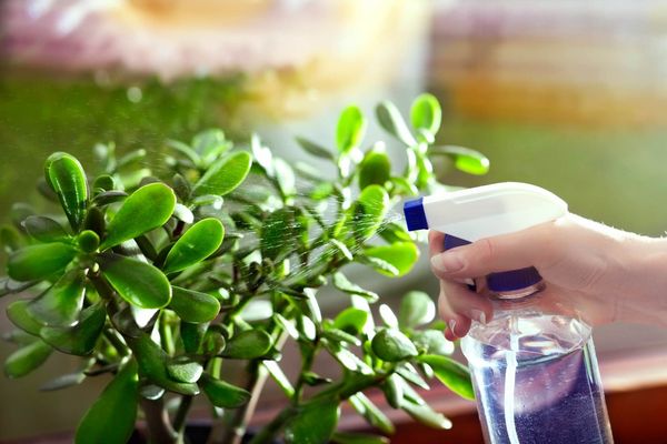 Что необходимо знать о гигиене комнатных растений