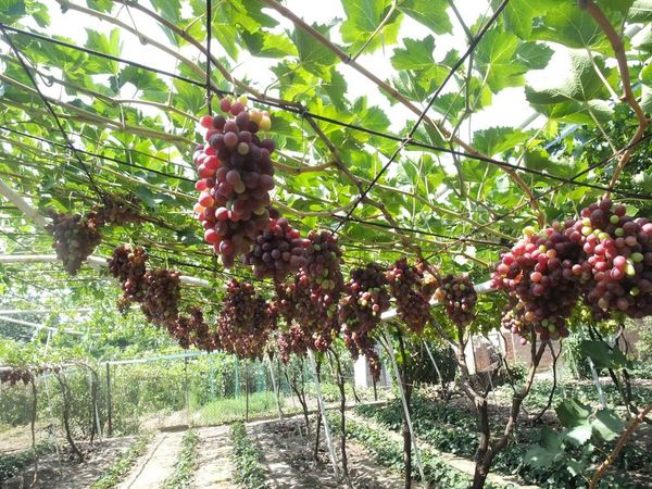 Что нужно знать о выращивании винограда в теплице