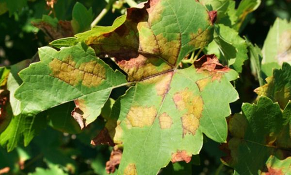 Что означают коричневые пятна на листьях винограда