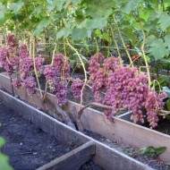Что собой представляет виноград Преображение и как его вырастить на даче