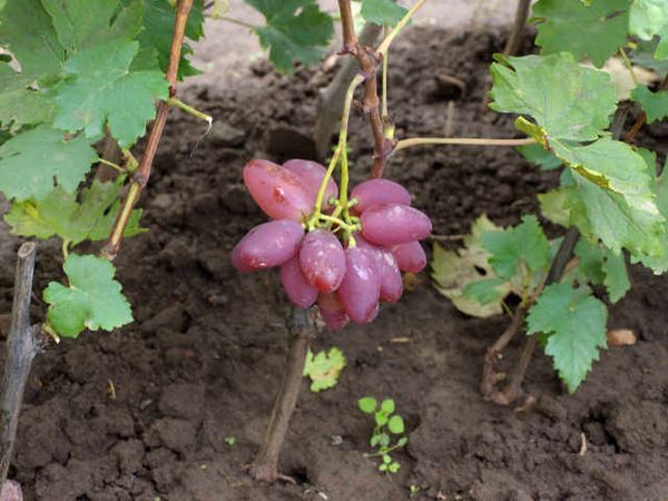 Что собой представляет виноград Преображение и как его вырастить на даче