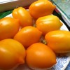 Чудо-сорт томатов Хурма