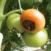 Эффективные меры борьбы с вершинной гнилью томатов