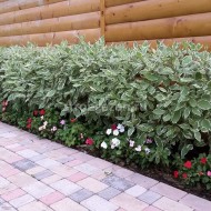 Эффектные кустарники в дизайне сада: выращиваем дерен белый Элегантиссима