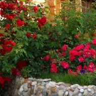 Энциклопедия садовода: описание и выращивание плетистой розы Сантана