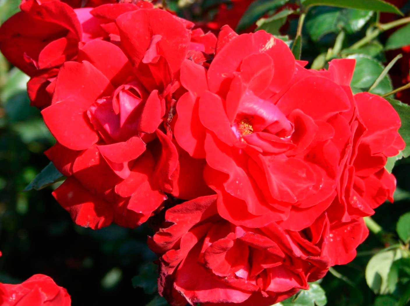 Энциклопедия садовода: описание и выращивание плетистой розы Сантана