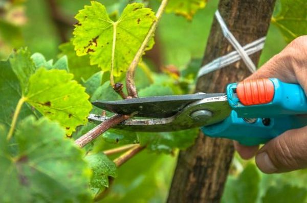 Этапы и особенности проведения обрезки винограда летом