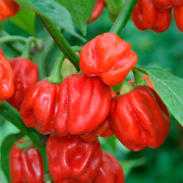Хабанеро перец: особенности сорта и выращивания