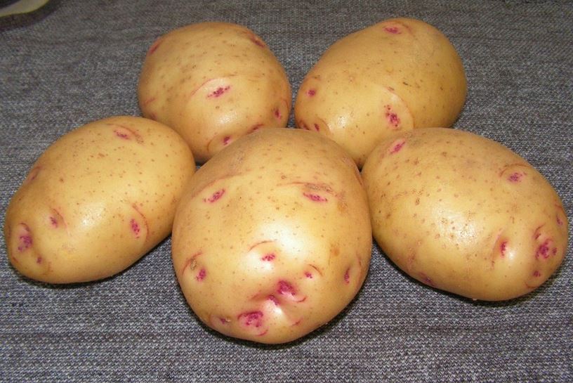 Характеристика сортов желтого картофеля с желтой мякотью