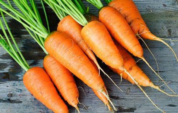 Характеристика высокоурожайного сорта моркови Каротель